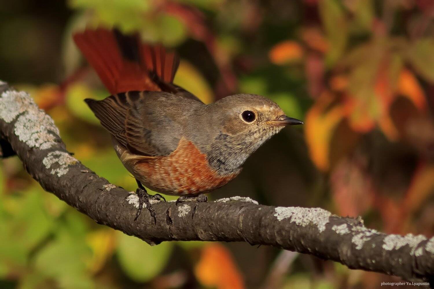 Горихвостка, Ляпустин Юра
