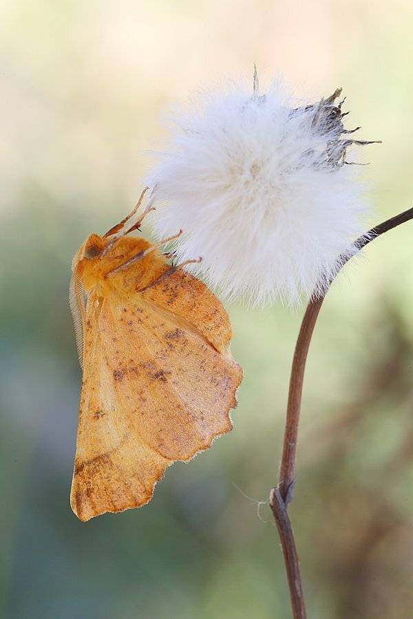 , Сергей Таланов