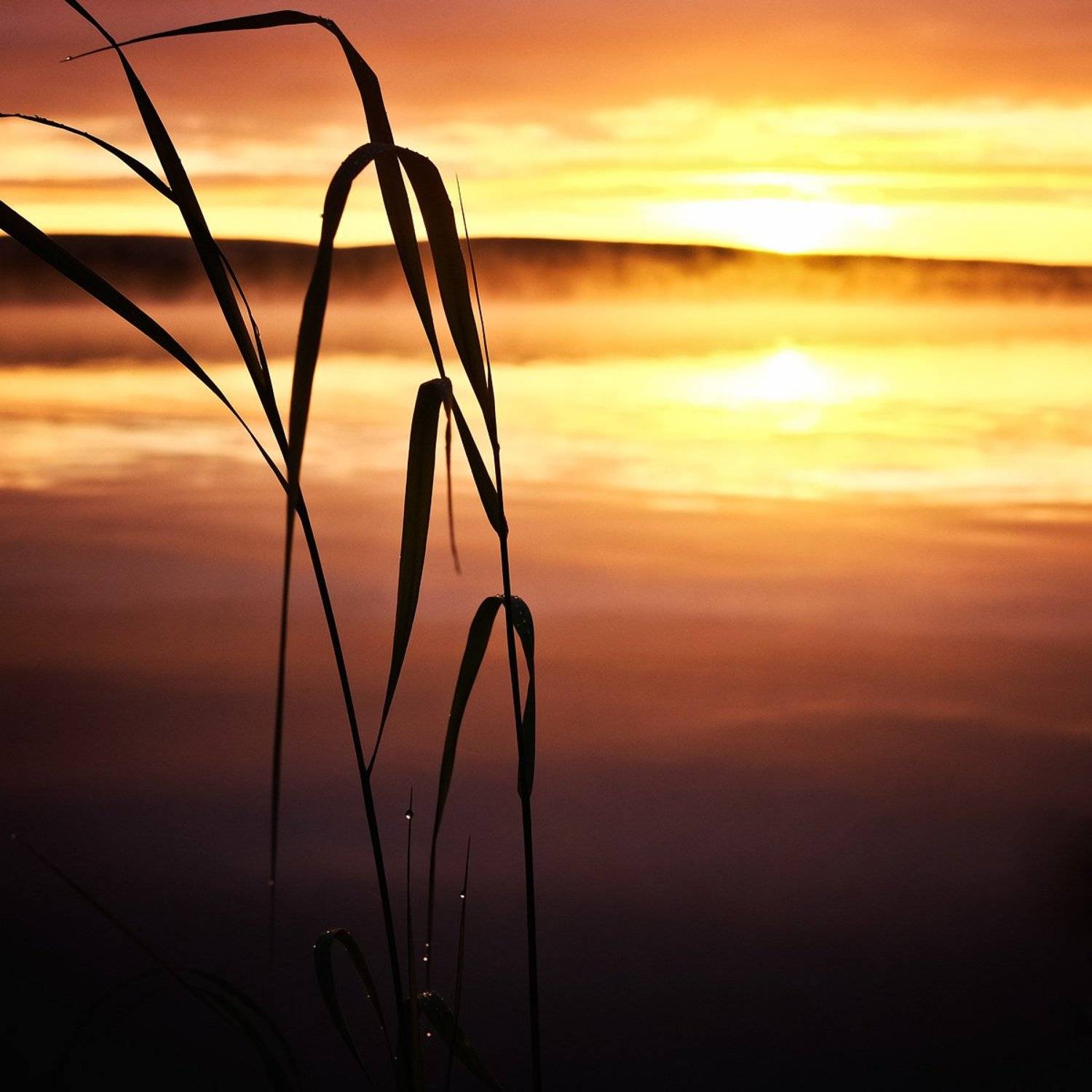 север кольский заполярье лапландия рассвет, Cтадник Илья