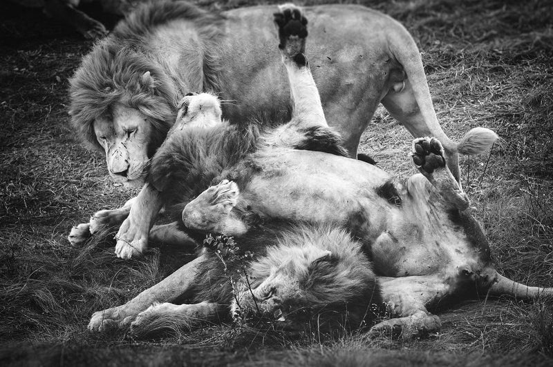 Animals, Black & white, Bw, Life, Light, Nature, Nikon Lions фото превью