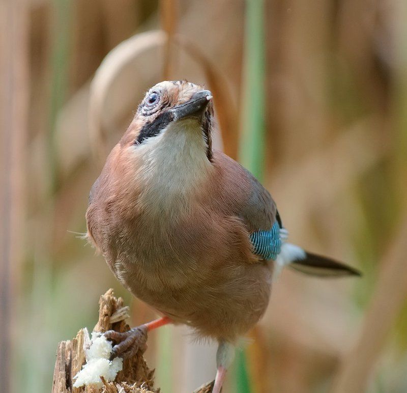 Спасибо тебе, птичий бог, за хлеб наш насущный... фото превью
