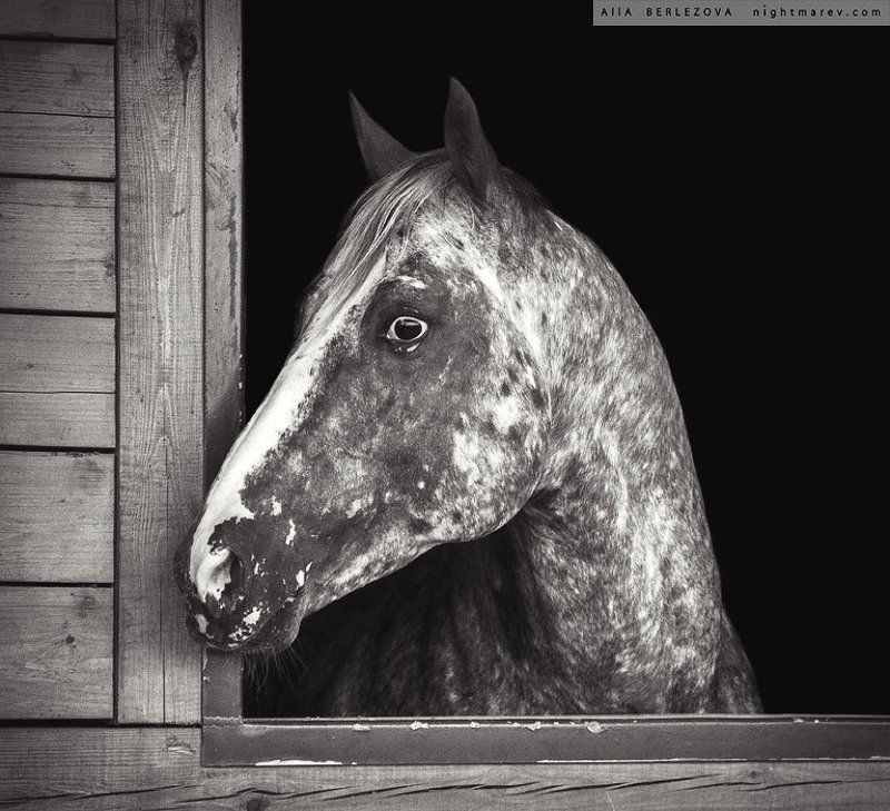 window, spot, Horse, Лошадь, конюшня, пятно, окно UT Spurs For Olena фото превью