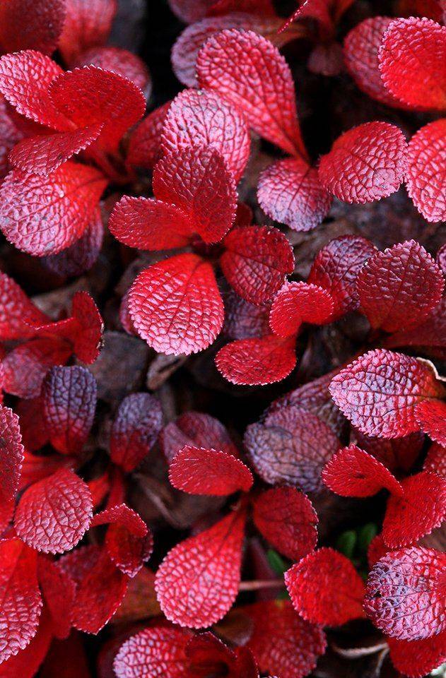 , Иваненко Светлана