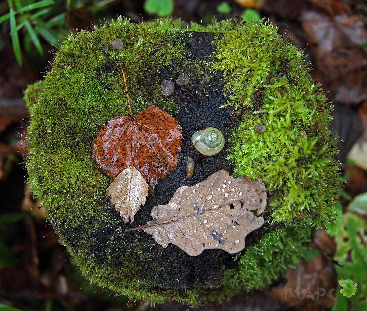 , Шангареев Марс