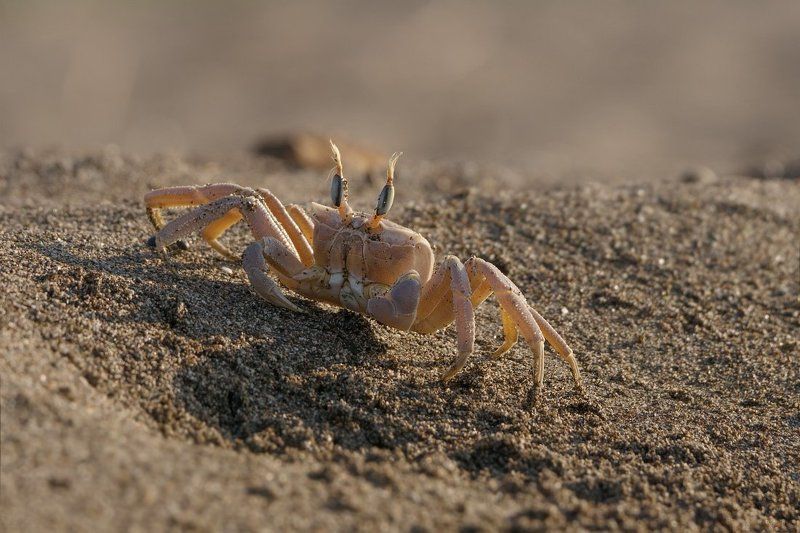 Разборки у норки фото превью