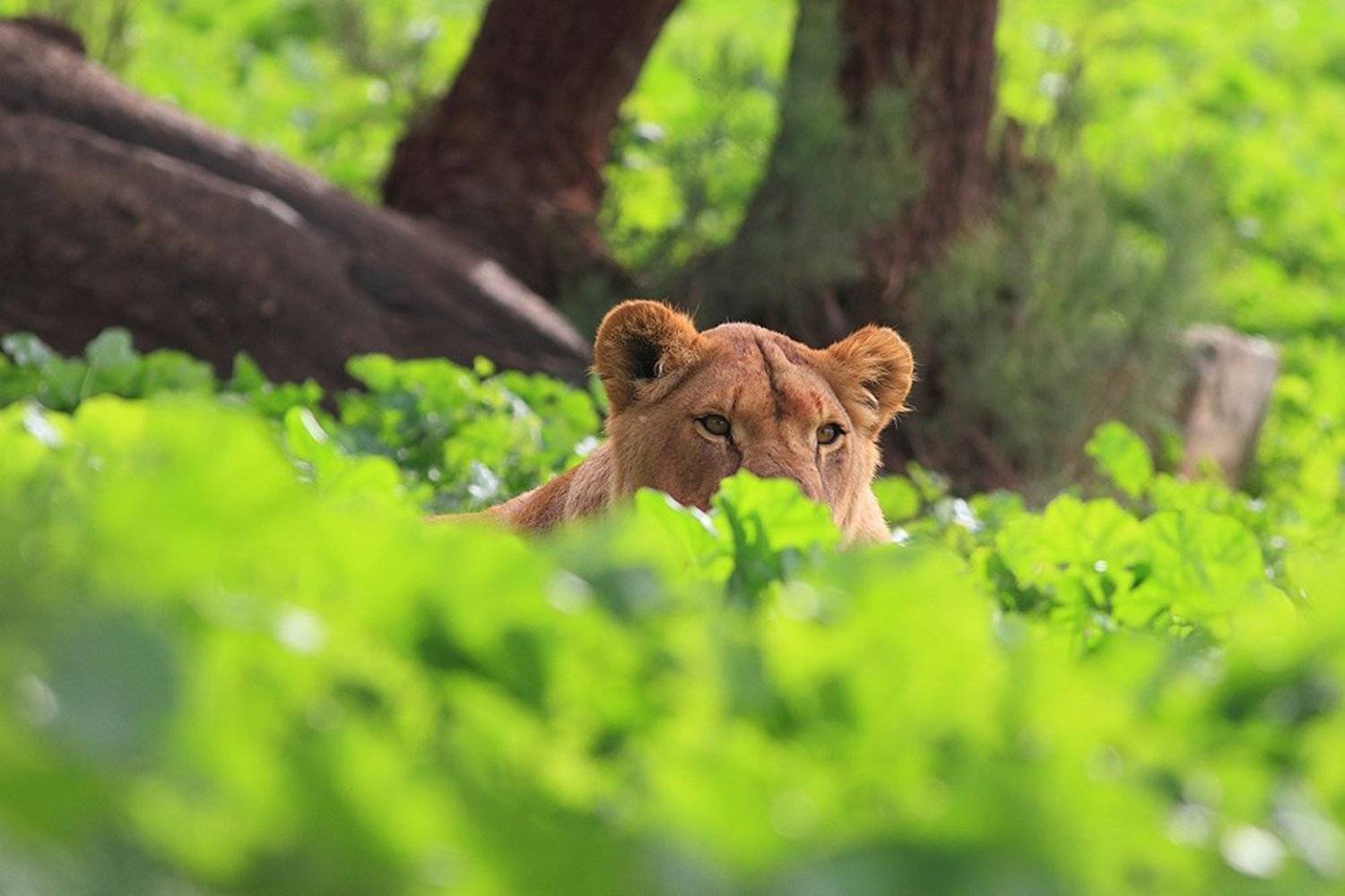 animals, lion, ambush, 7d, 400mm, животные, лев, Yuri Gomelsky