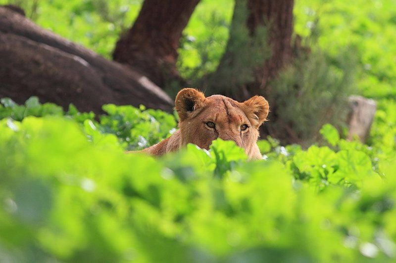 animals, lion, ambush, 7d, 400mm, животные, лев В засаде фото превью