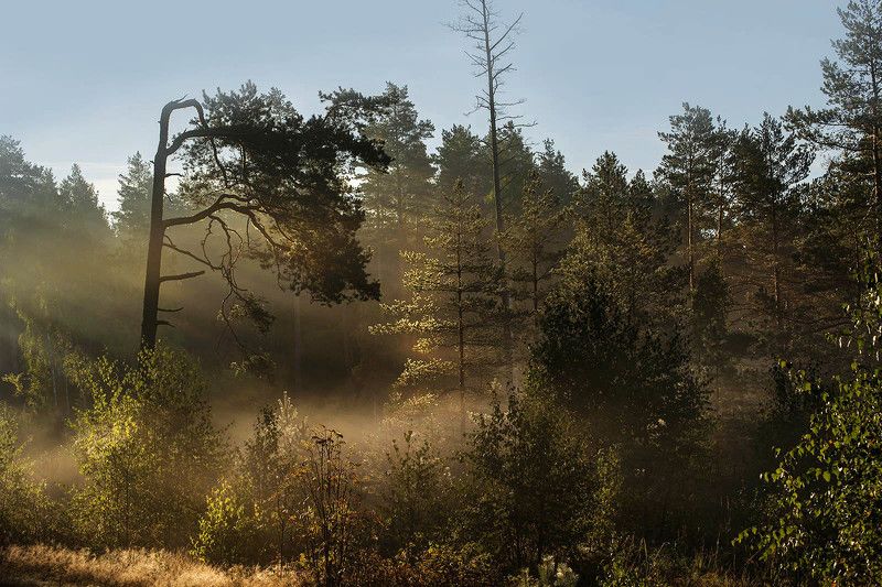 Осеннее утро фото превью