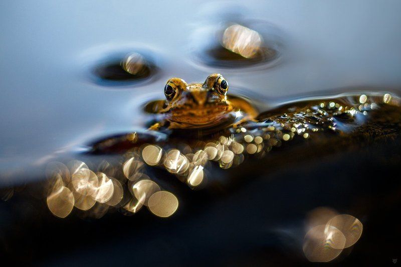 frog, golden hour, wild animals, nature, Goldem frog фото превью