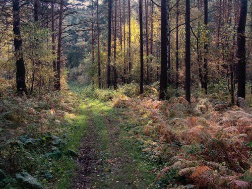 Ранней осени лёгкая поступь