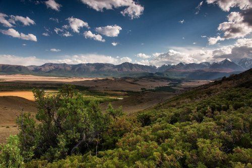 В зарослях можжевельника