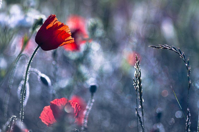 Awakening фото превью