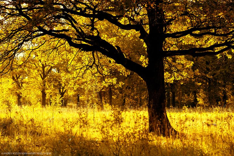 Fall, Foliage, Forest, Landscape, Nature, Oaks, Tree, Yellow Autumn фото превью