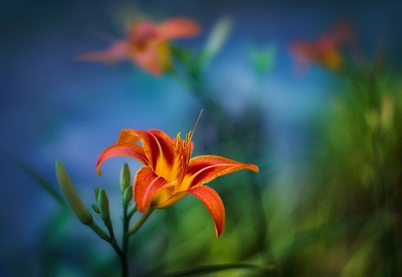 цветочная тема) фото превью