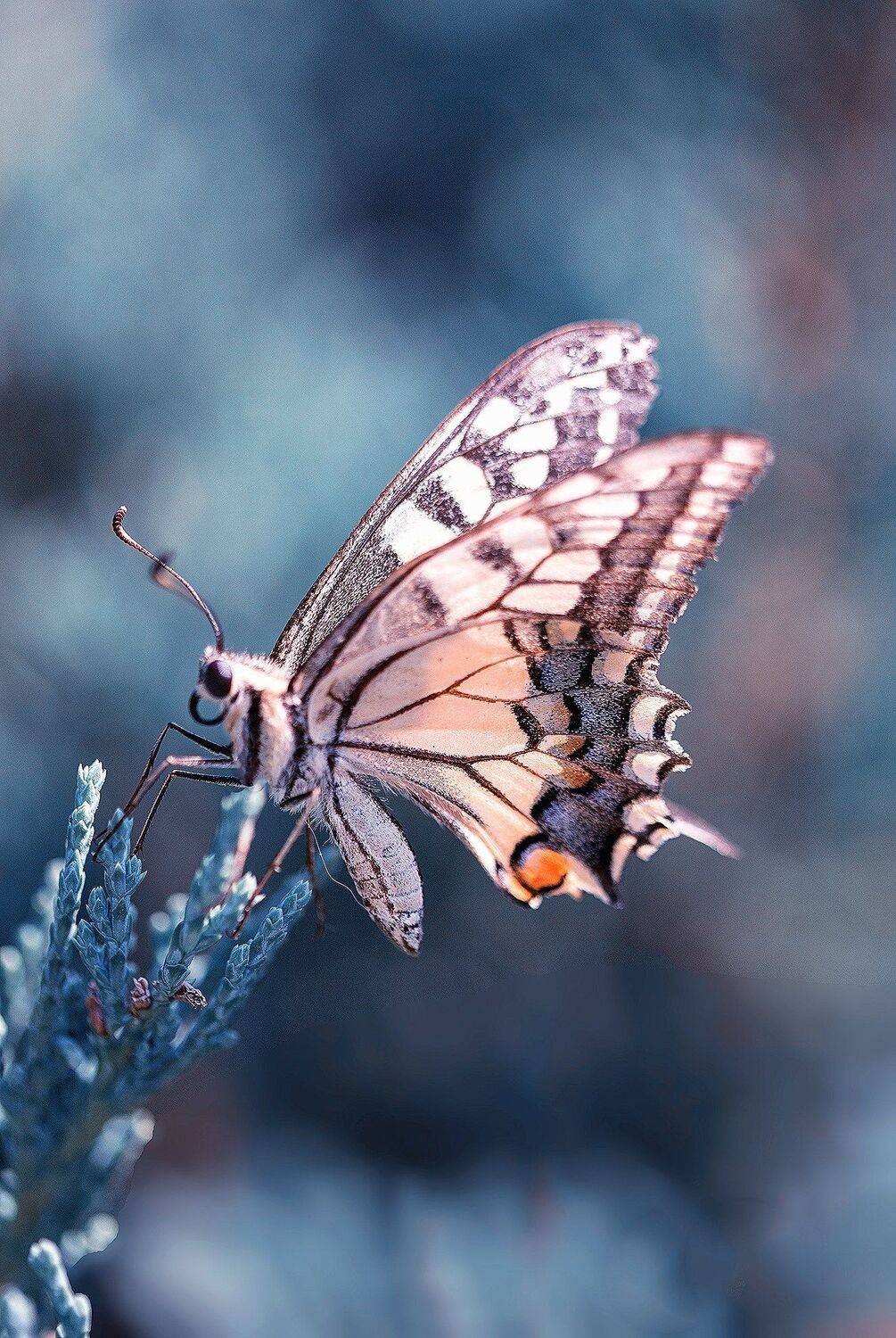 butterfly,nature,macro,morning, Naiden Bochev