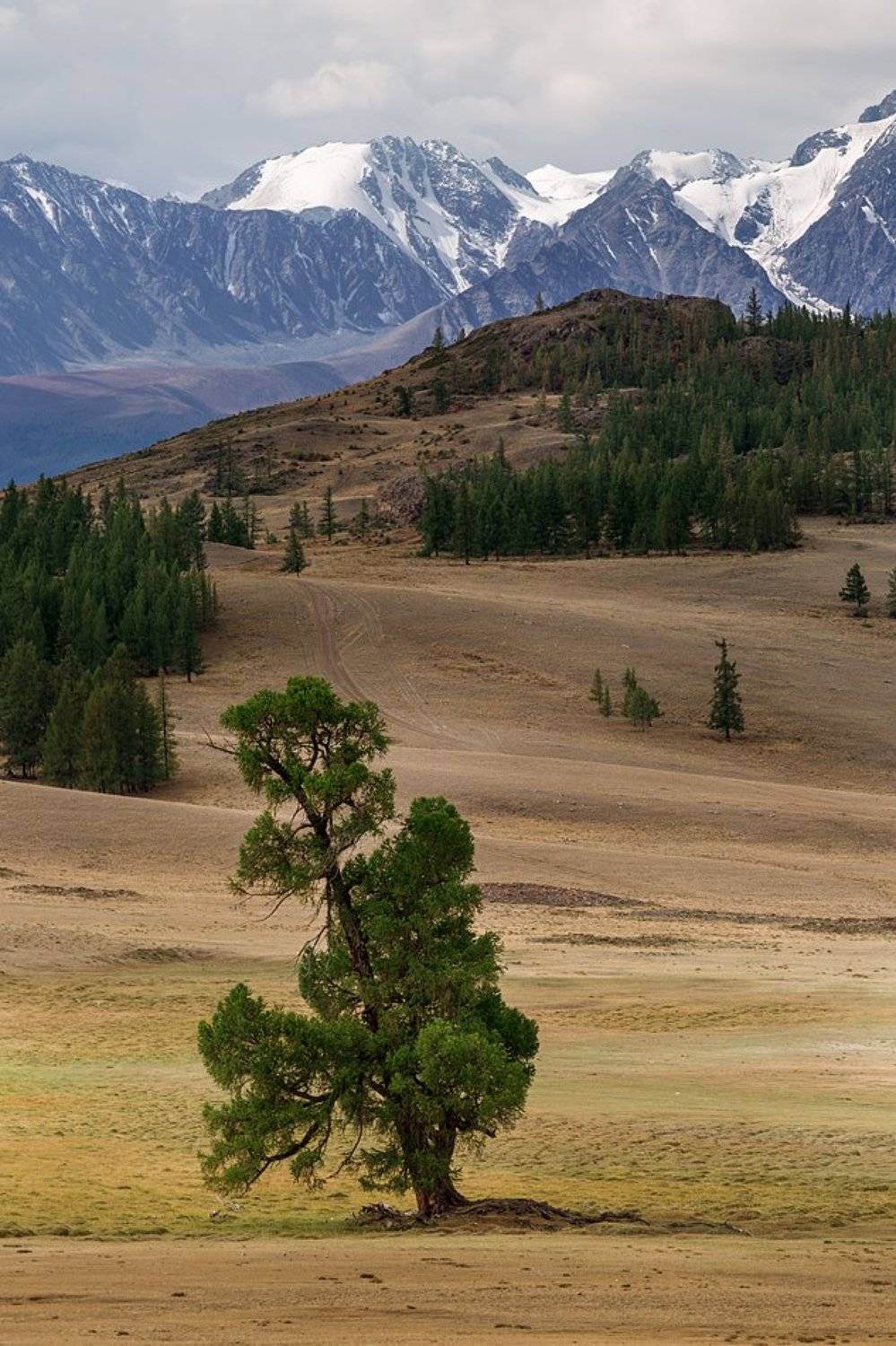 altai, altay, forest, mountains, nature, rocks, russia, siberia, summer, taiga, travel, алтай, горы, лес, природа, россия, сибирь, тайга, туризм, Александр 'Horimono' Нерозя