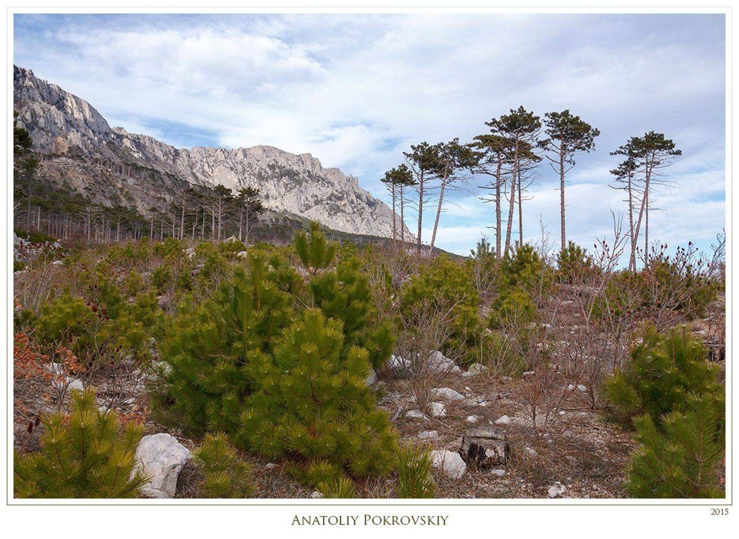 анатолий покровский, весна, горы, камни, крым, облака, сосны, Анатолий Покровский
