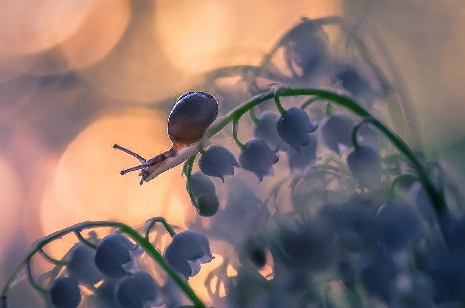 , Вячеслав Мищенко