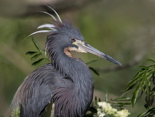 Трёхцветная цапля - Tricolored Heron