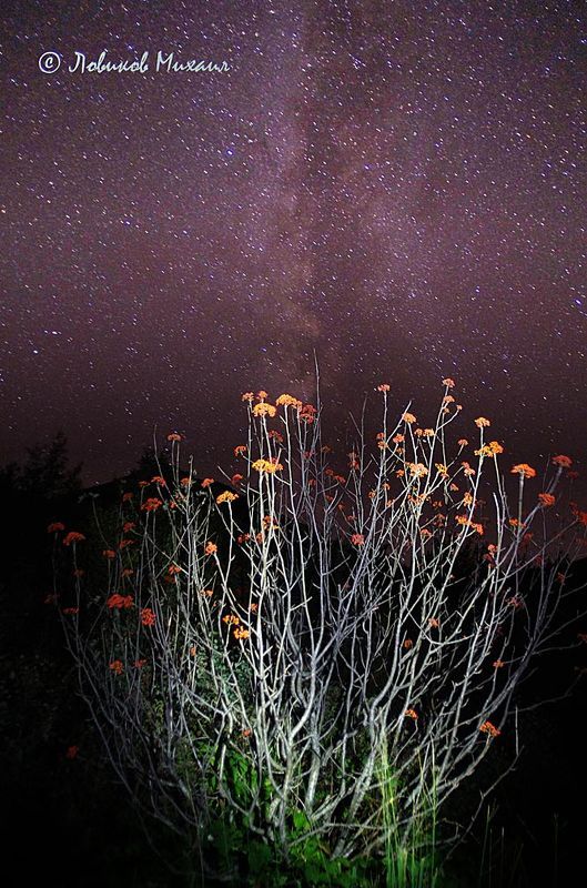 ночные рябины фото превью