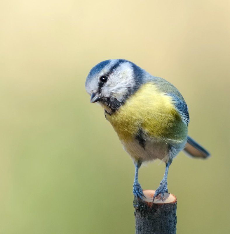 лазоревка Скромняга... фото превью