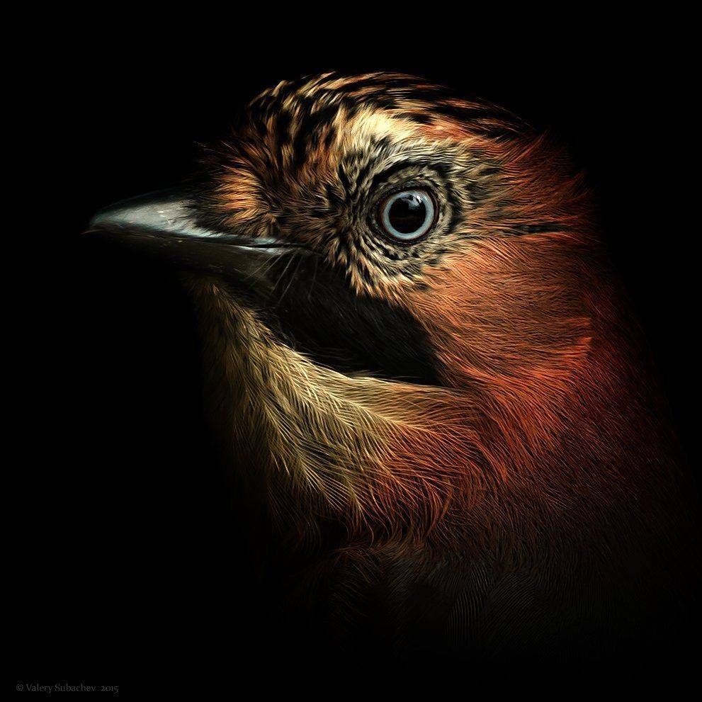 Птицы, Сойка, Валерий Субачев