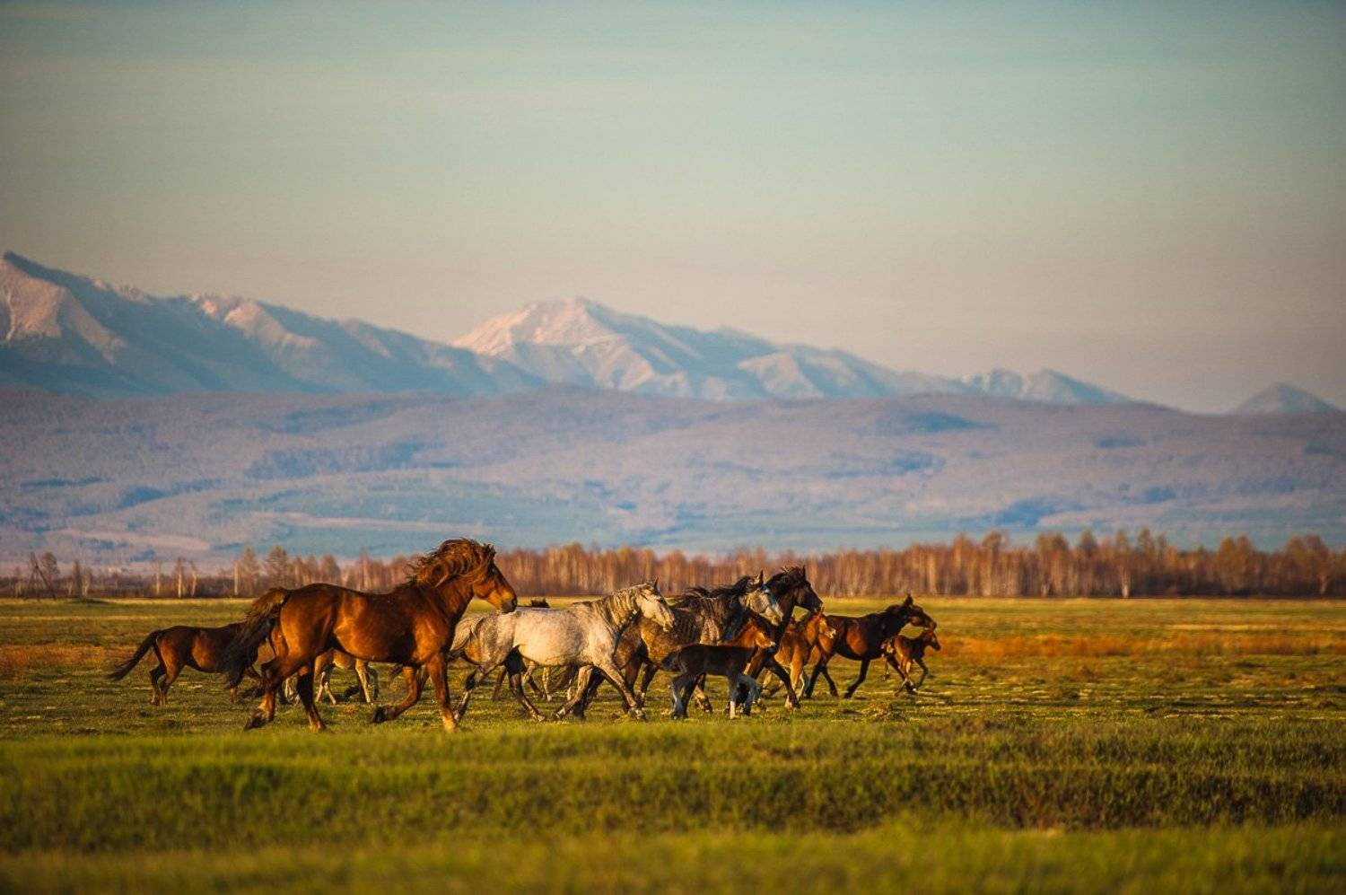 лошади, животные, горы, поле, снег, лето, весна, осень, пейзаж, долина, саяны, Еремеев Евгений