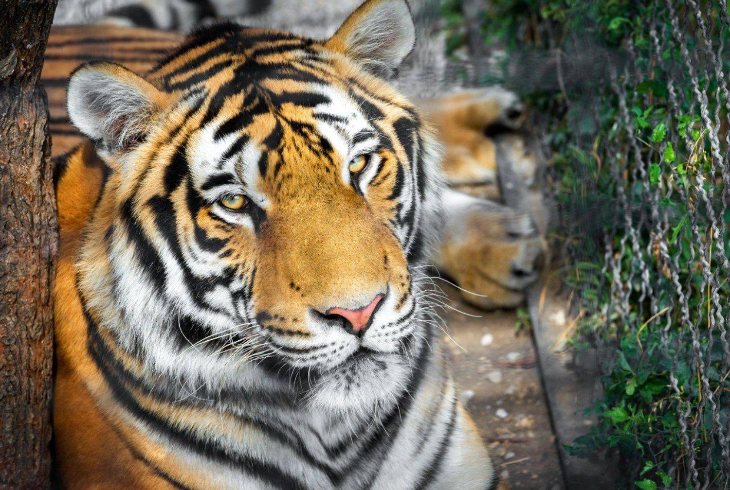 Animals, Color, Life, Light, Nature, Nikon, Tiger, Wildlife, Андрей Лободин