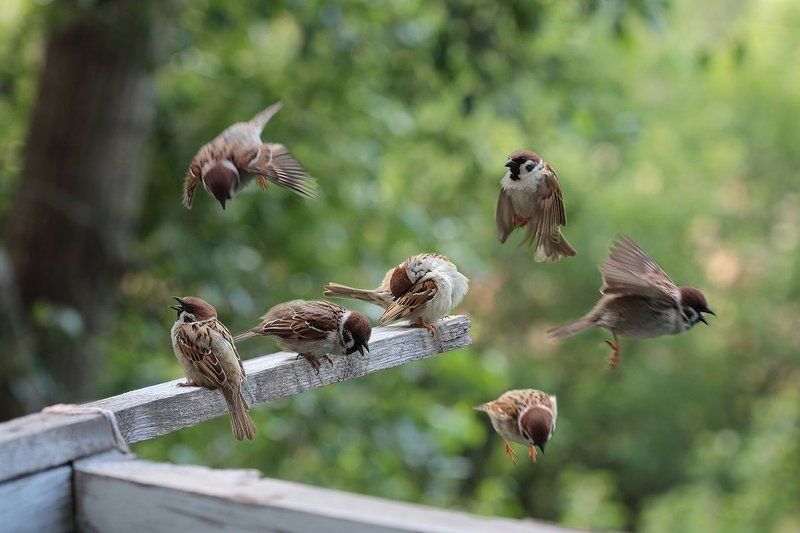 Балконная суета фото превью
