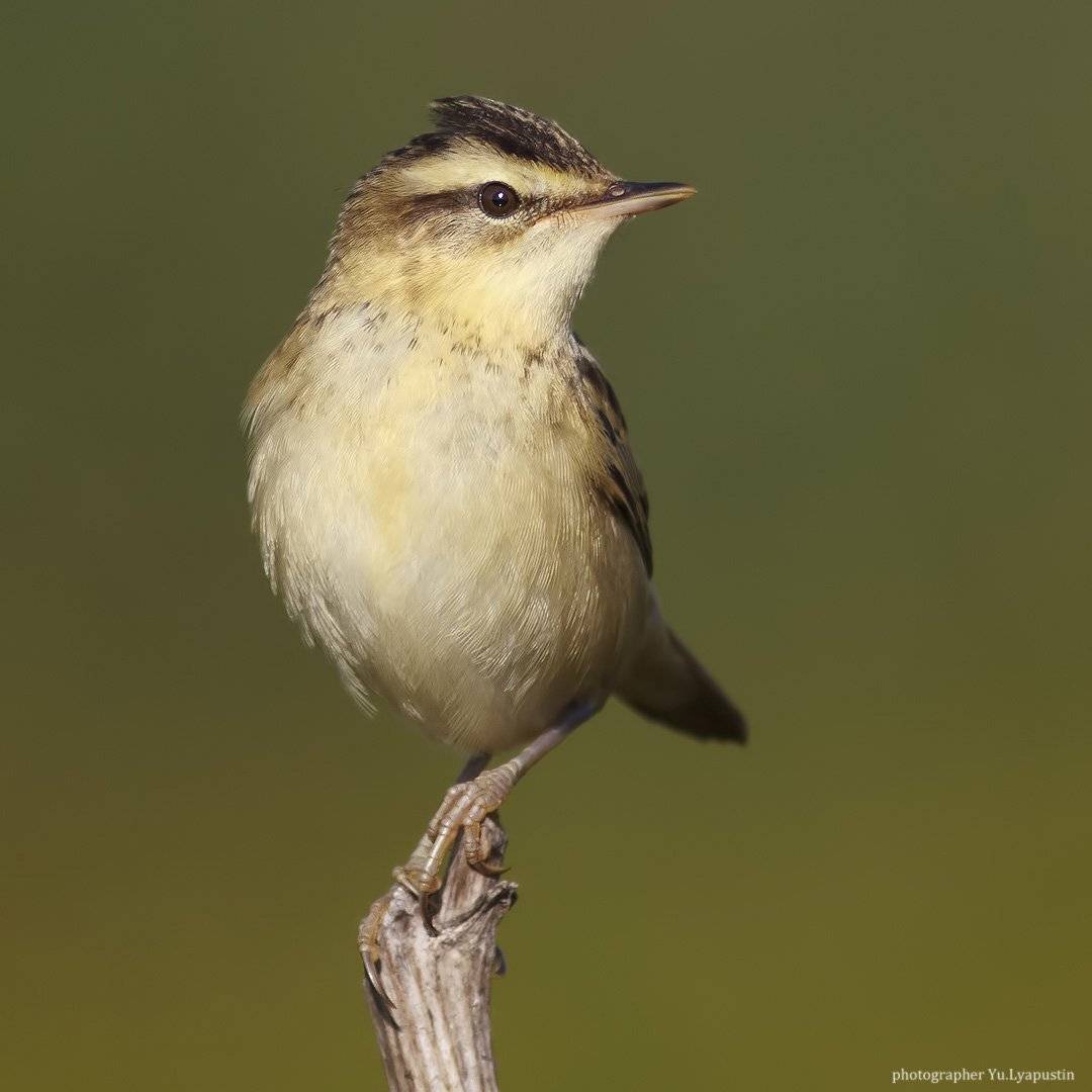 Камышевка барсучок, Ляпустин Юра