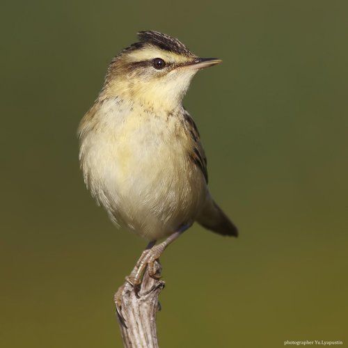 Sedge warbler.