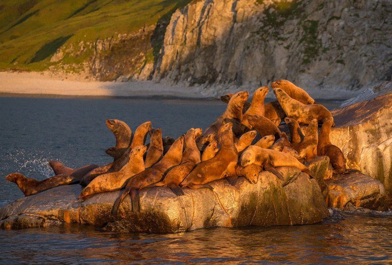 Камчатка, Морские львы, Тихий океан Морские львы. фото превью
