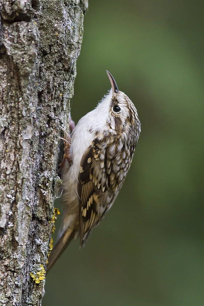 , Дмитрий Кугувалов