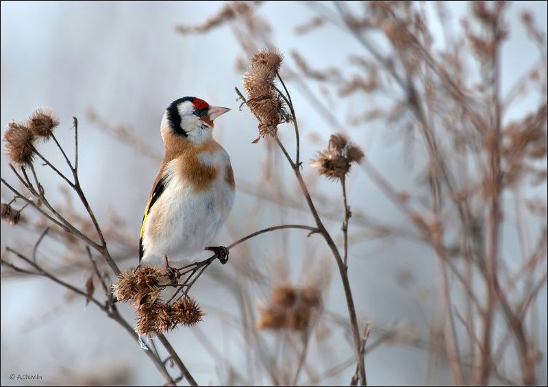 осень,щегол,птица Щеглик фото превью