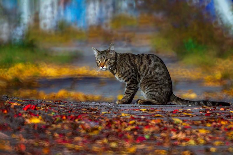 осень, кот Стой, где очерчен мелом круг... фото превью