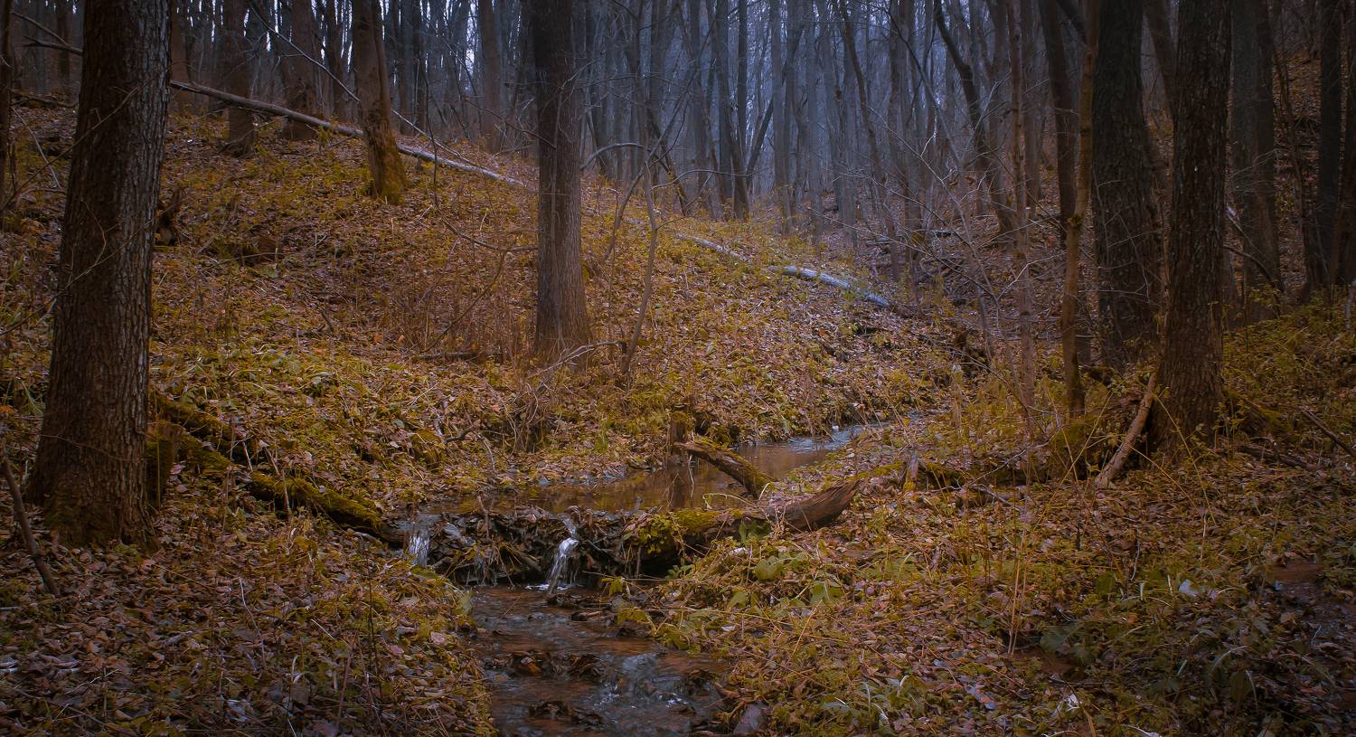 , Хвойнова Елена