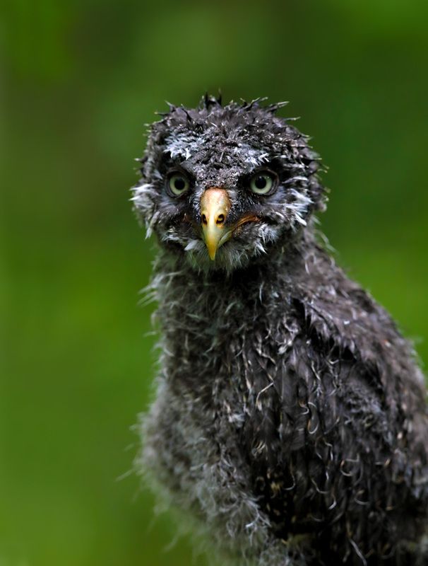 Первый дождь… фото превью