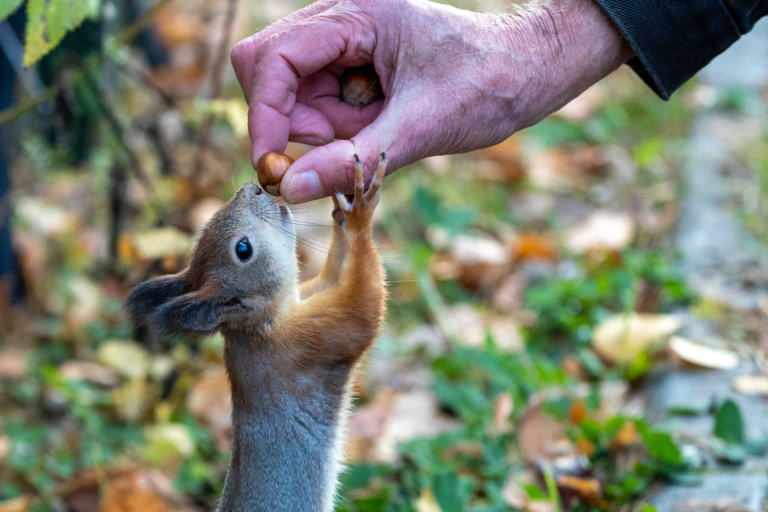 , Щепанов Дмитрий