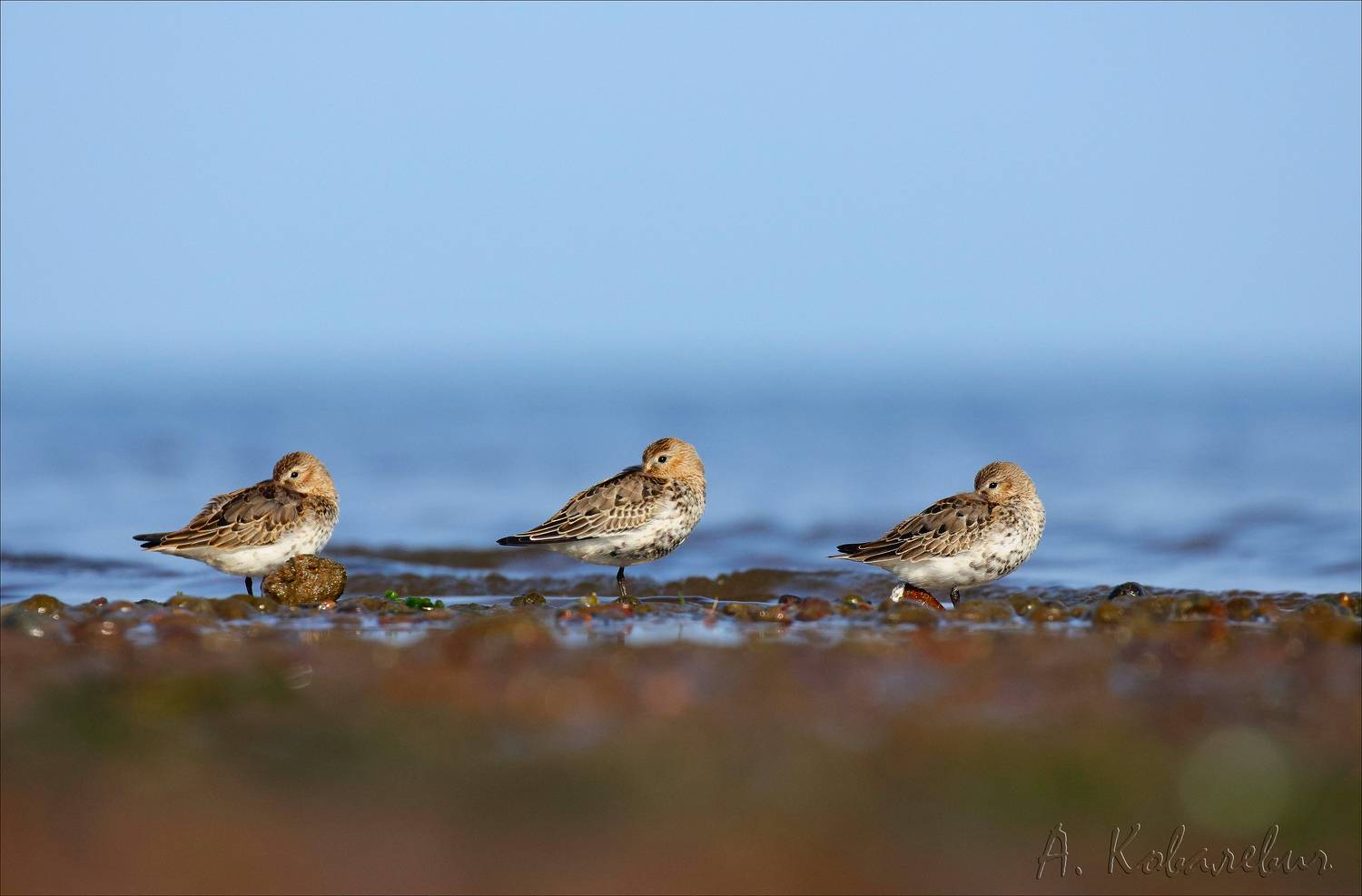 кулик чернозобик, Ковалевич А.