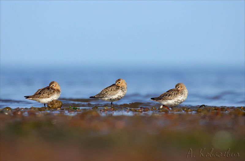 кулик чернозобик Трёхглазое бдение фото превью
