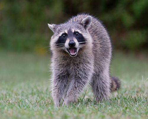Енот-полоскун -Raccoon