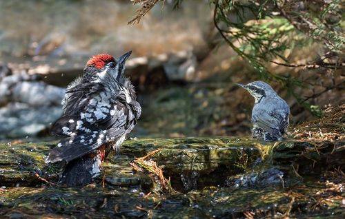 маленькие радости в жаркий день..
