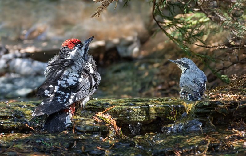 птицы, дятел, поползень, ручей, жара, лес, маленькие радости в жаркий день.. фото превью