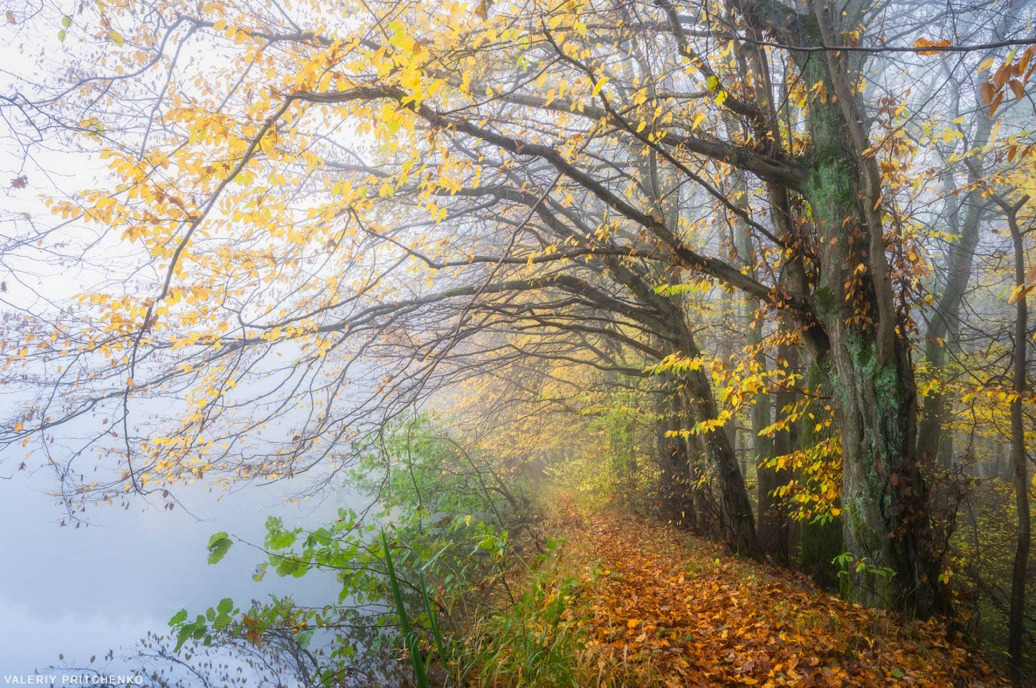 осень, пейзаж, утро, туман, природа, autumn, landscape, mist, fog, morning, nature, Валерий Притченко