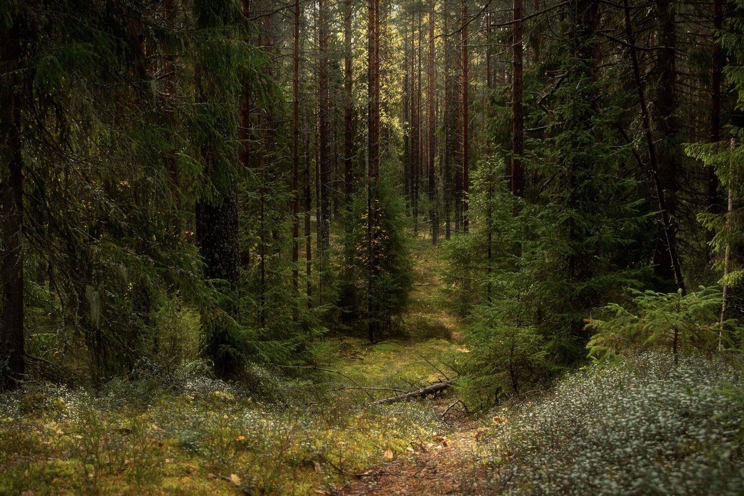 , Вячеслав Косенков