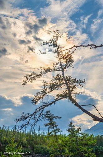 Жажда жизни