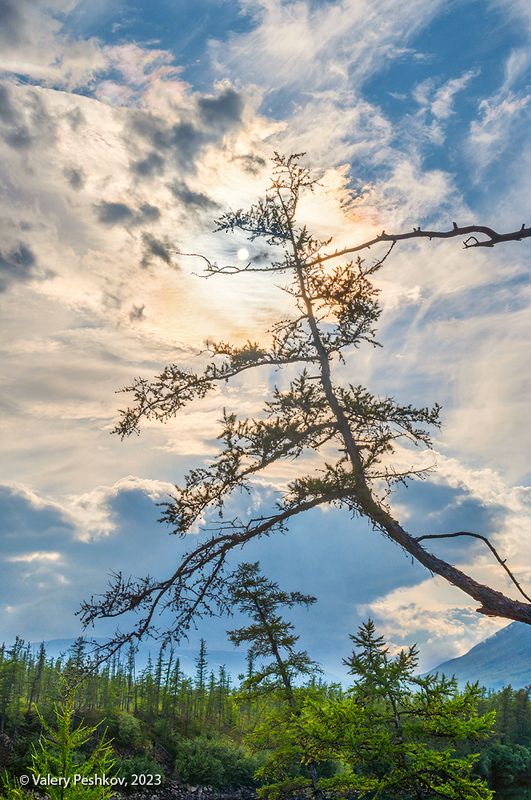 лиственница, жажда жизни, река курейка, яктали, плато путораны, владимир коваль, база Жажда жизни фото превью