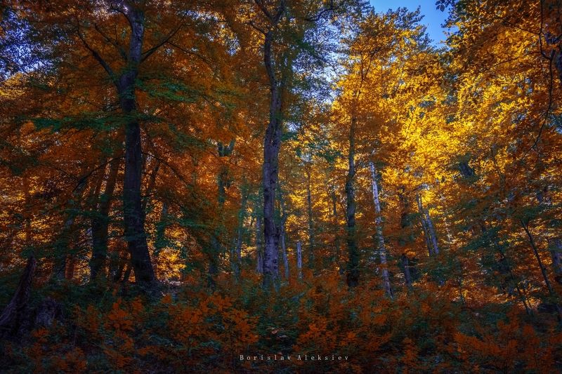 forest,travel,bulgaria,autumn,light,dark,tree,relax,plant,soul, Autumn фото превью
