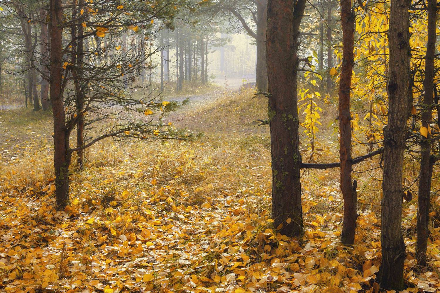 лес, деревья, кусты, трава, осень, листья, опавшие, туман, Вера Ра