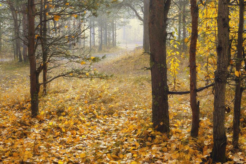 лес, деревья, кусты, трава, осень, листья, опавшие, туман Недолог осени наряд фото превью